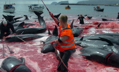 Balene uccise